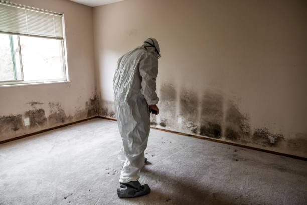 Trusted Kingsland, TX Mold Removal Experts